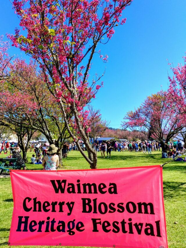 Waimea Cherry Blossom Festival 2024 on Feb 3rd World Point View